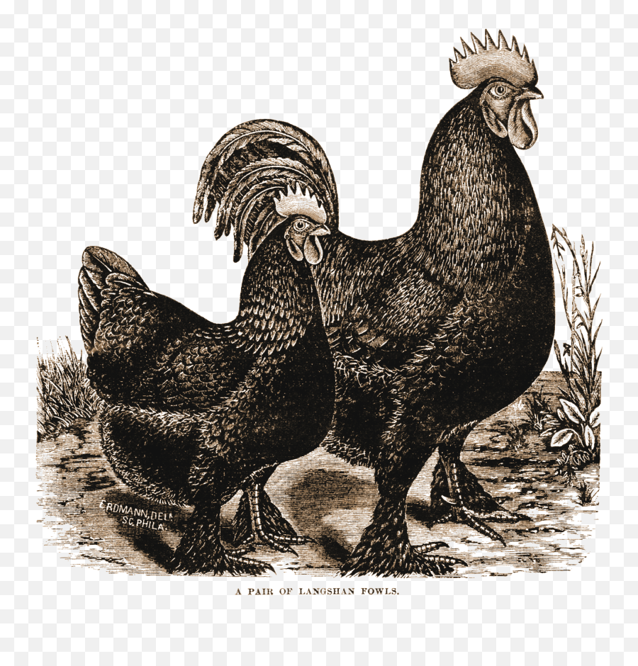 Lilac U0026 Lavender Prim Rooster U0026 Hen Chicken Clip Art - Black Vintage Chicken Illustration Emoji,Rooster Clipart