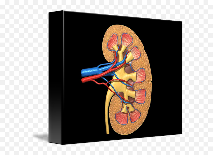 Cross Section Of Human Kidney On Black Background By Stocktrek Images Emoji,Human Heart Transparent Background