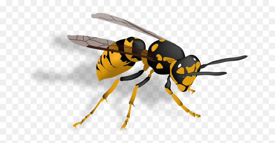 Hornet Insect Png Images Transparent Background Png Play Emoji,Hornets Clipart
