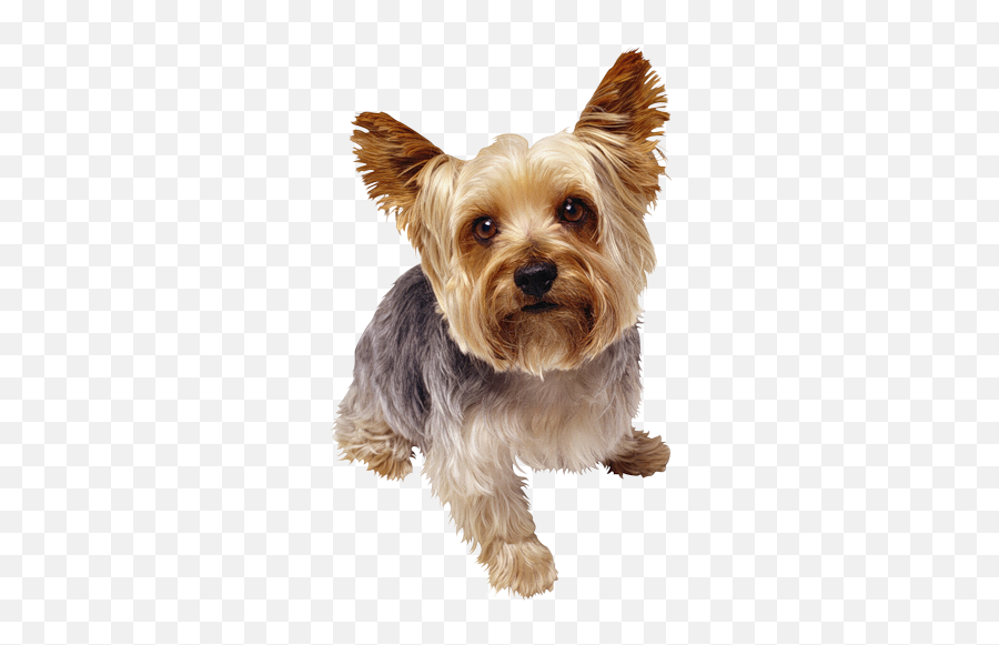 Tubes Png Chiens - Page 2 Yorkshire Terrier Puppies Small Emoji,Yorkie Clipart