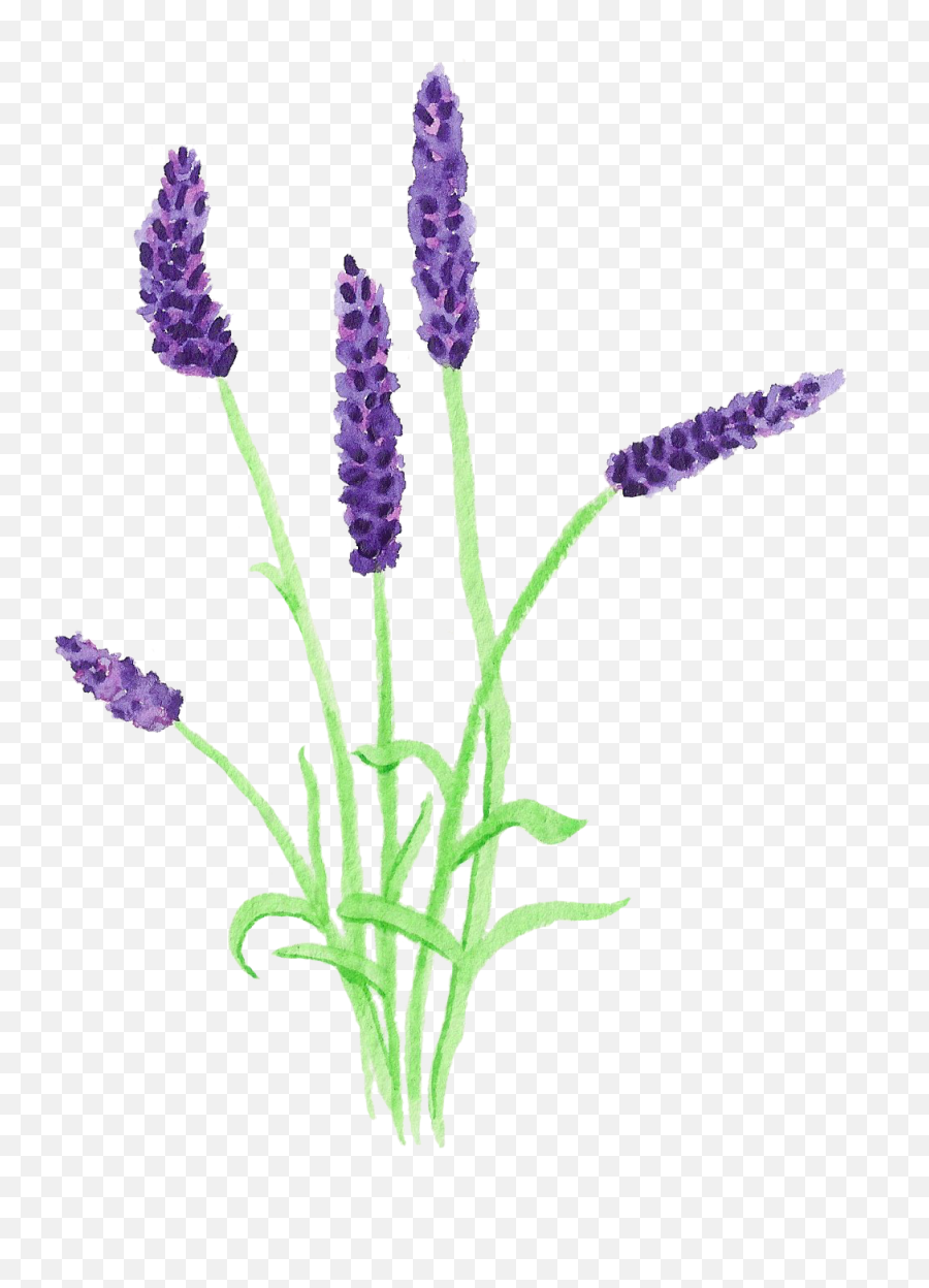 Lavender Clipart Lavender Field - Fernleaf Lavender Emoji,Lavender Clipart
