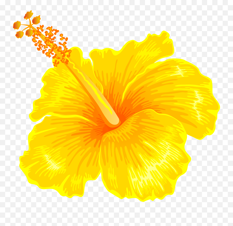 Yellow Hibiscus Flower Png Clipart Emoji,Hibiscus Clipart