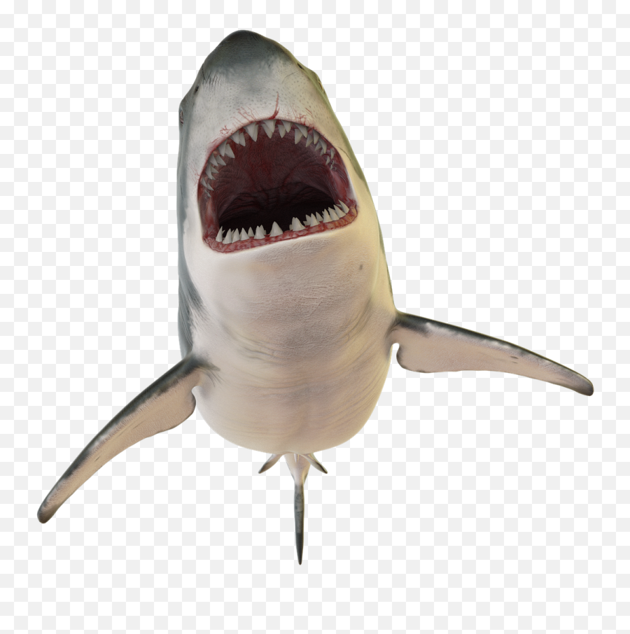 Shark Transparent Background Images - Haai Png Emoji,Shark Transparent Background