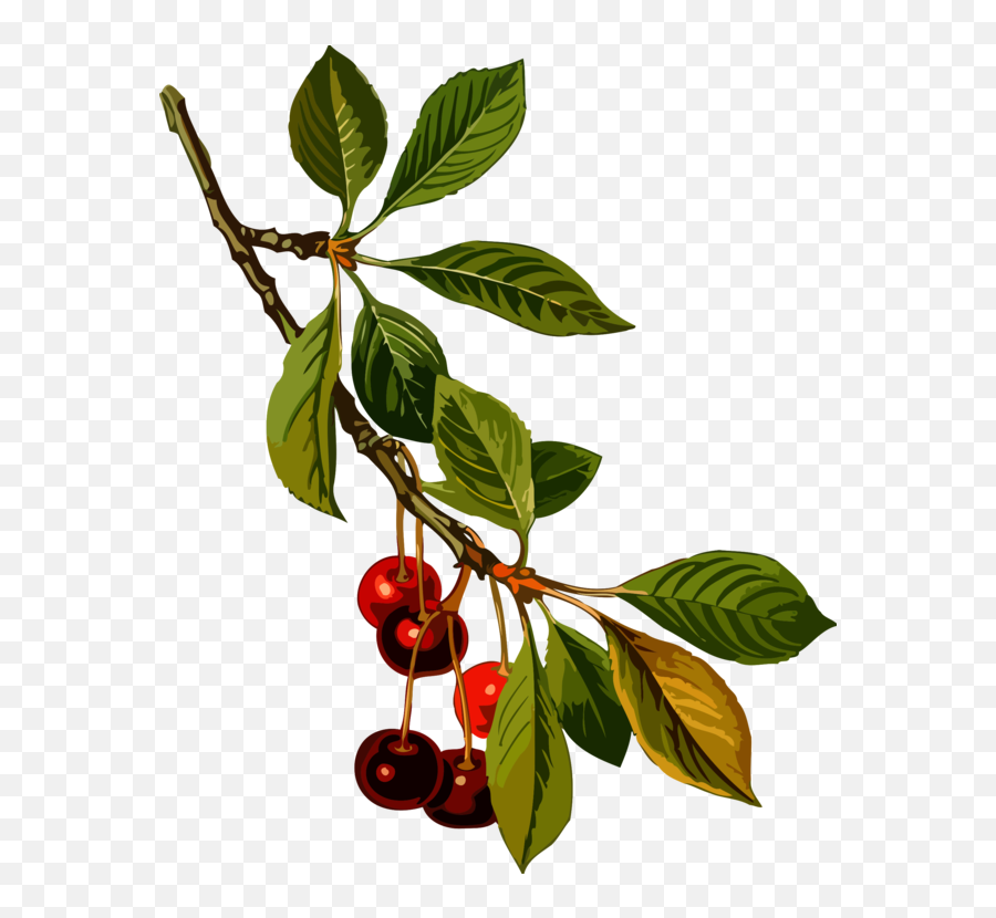 Plantflowerleaf Png Clipart - Royalty Free Svg Png Cherry Botanical Illustration Emoji,Cherries Clipart
