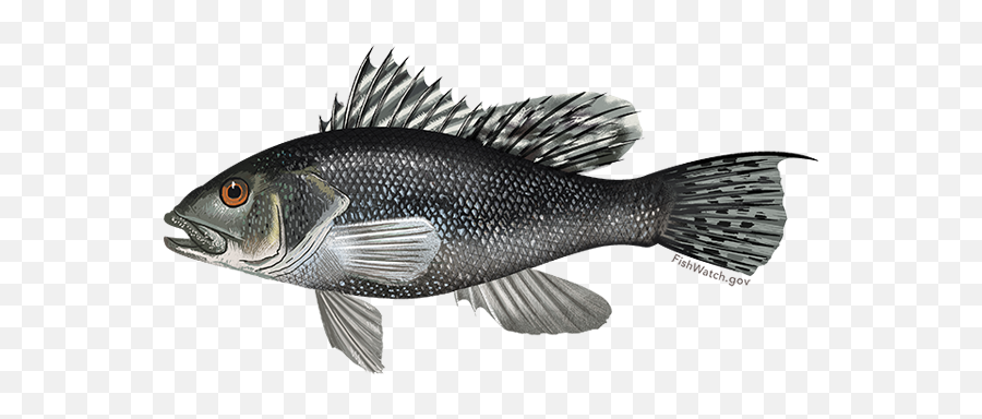 Black Sea Bass - Black Sea Bars Fish Emoji,Bass Fish Png