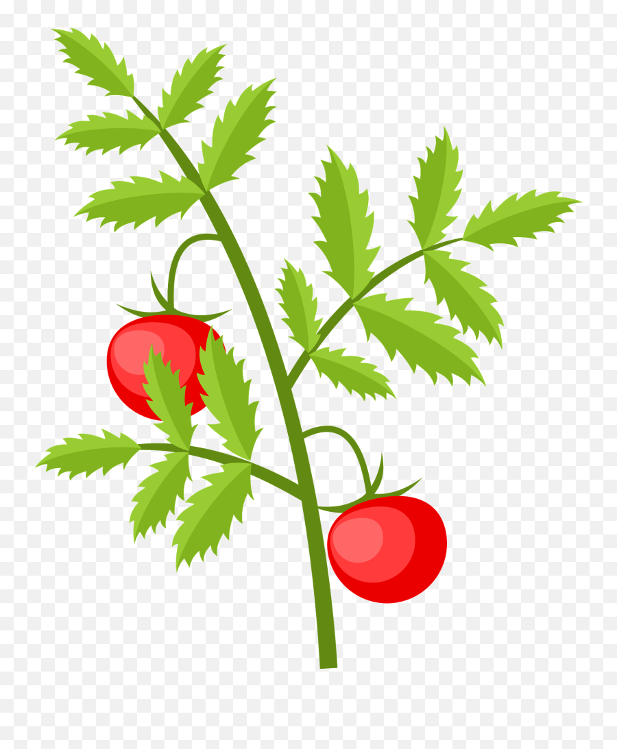 Tomato Plant Clipart Free Download Transparent Png Creazilla - Tomato Plant Clipart Emoji,Tomato Clipart