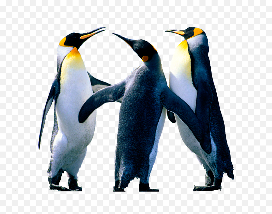 Penguin Png Background Image Png Arts - Transparent Background Penguins Png Emoji,Penguin Png