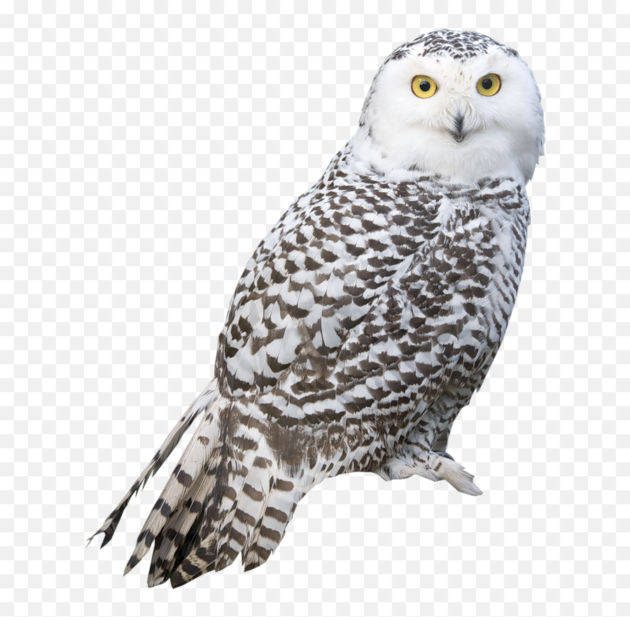 Barn Owl Png Image - Transparent Background Snowy Owl Clipart Emoji,Owl Png