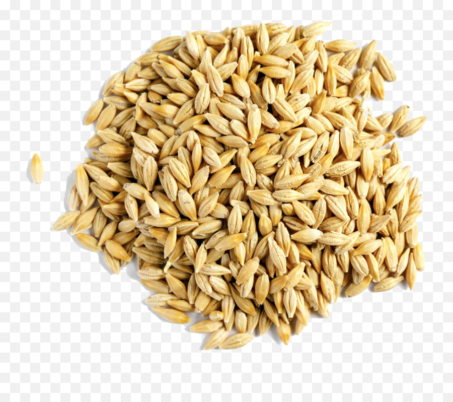 Barley Grain Png Free Download - Barley Images Free Download Emoji,Grain Png