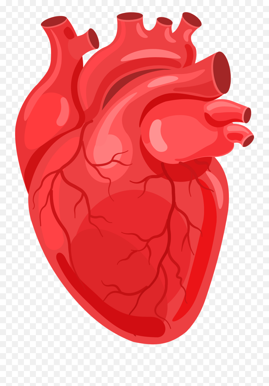 Human Heart Clipart Free Download Transparent Png Creazilla - Human Heart Png Emoji,Open Heart Clipart