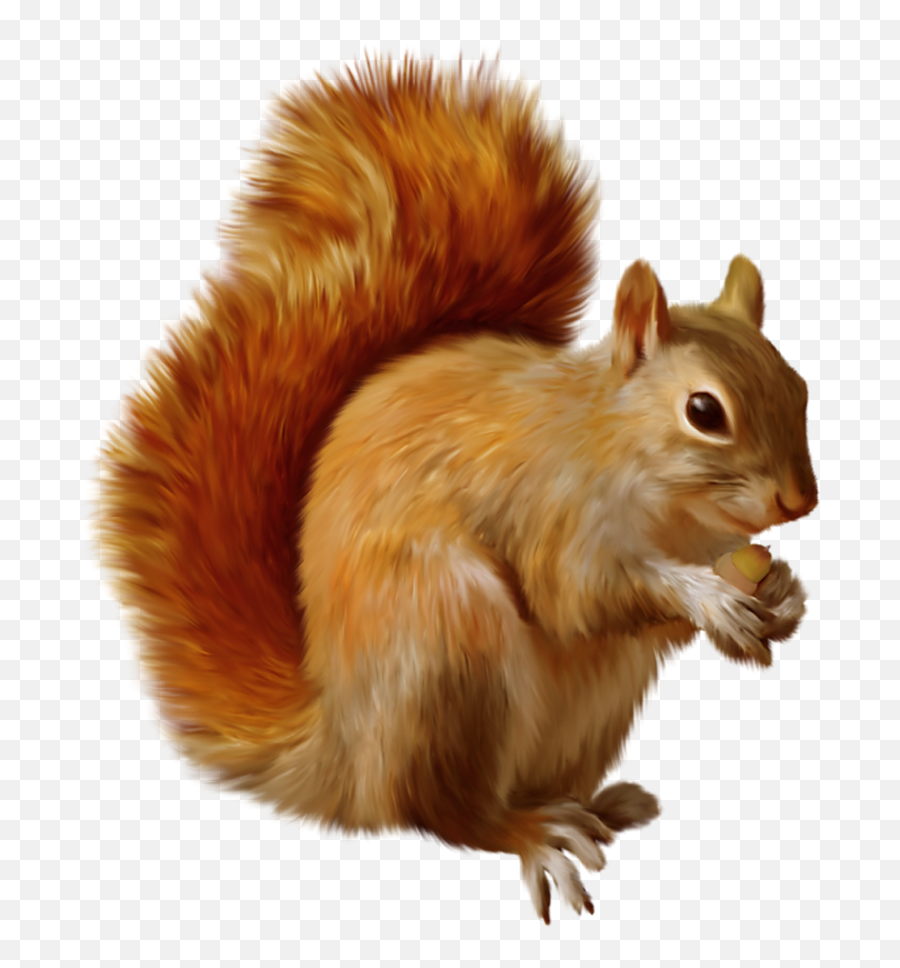 Acorn Squirrel Png U0026 Free Acorn Squirrelpng Transparent - Squirrel Png Clipart Emoji,Acorn Clipart