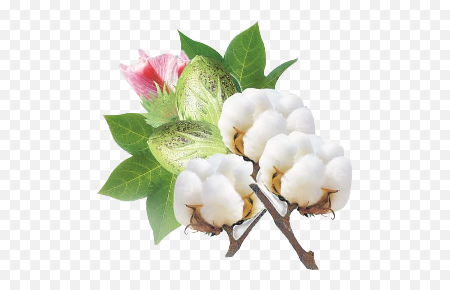 Organic Cotton Png Image Hd Png All - Flor De Algodão Png Emoji,Organic Png