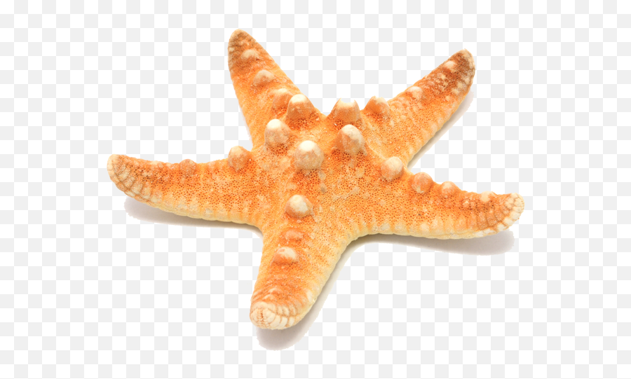 Download Source - Star Fishes Png Full Size Png Image Emoji,Fishes Png