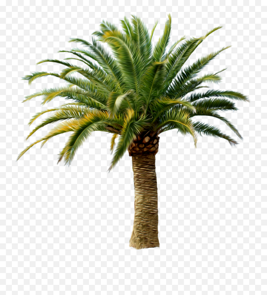 Palm Tree Png Palm Trees Oasis - Big Palm Tree Png Emoji,Palm Tree Png