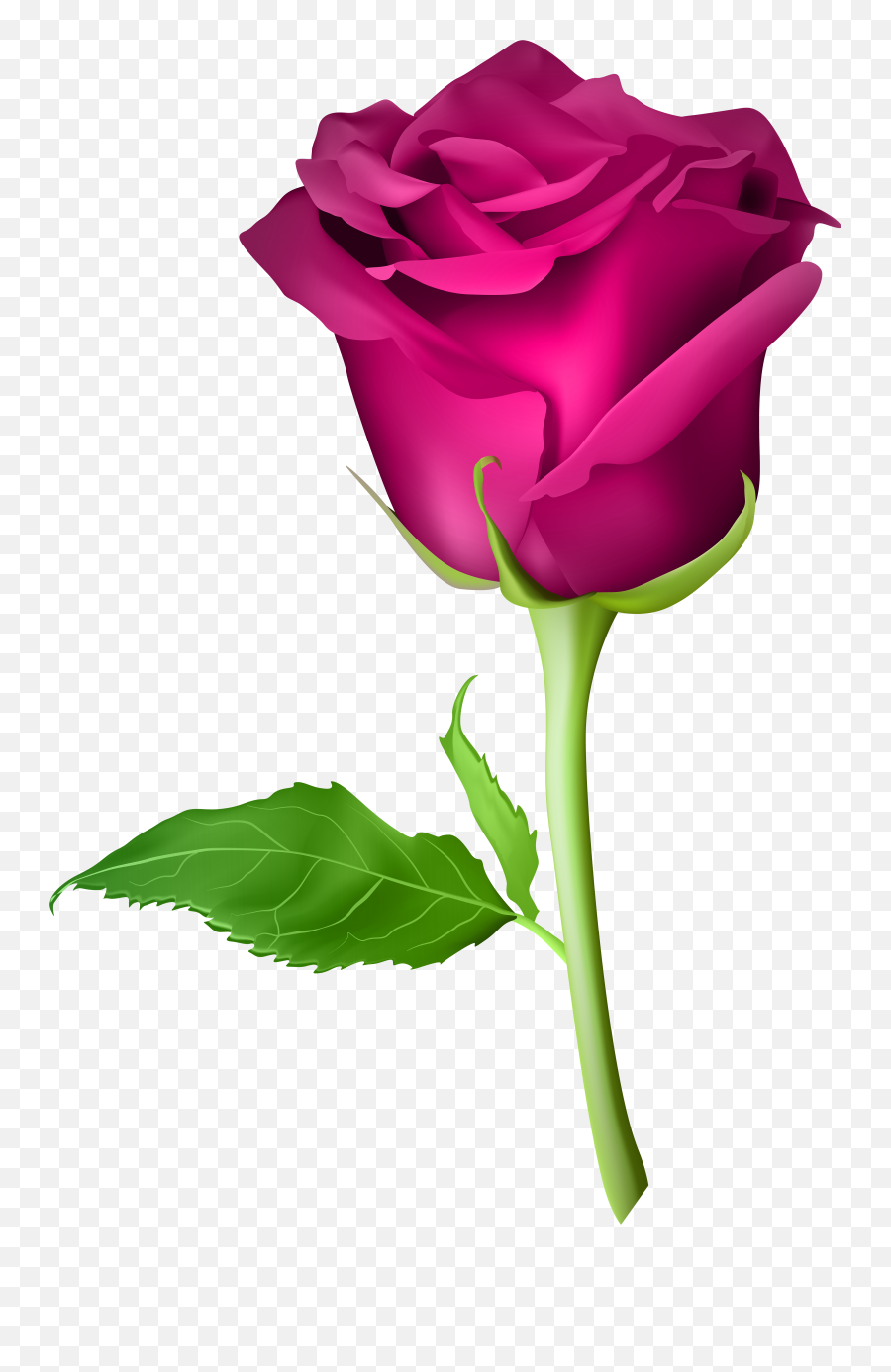 Pink Rose Flower Png Clipart - Pink Rose Flowers In Png Emoji,Pink Flower Png