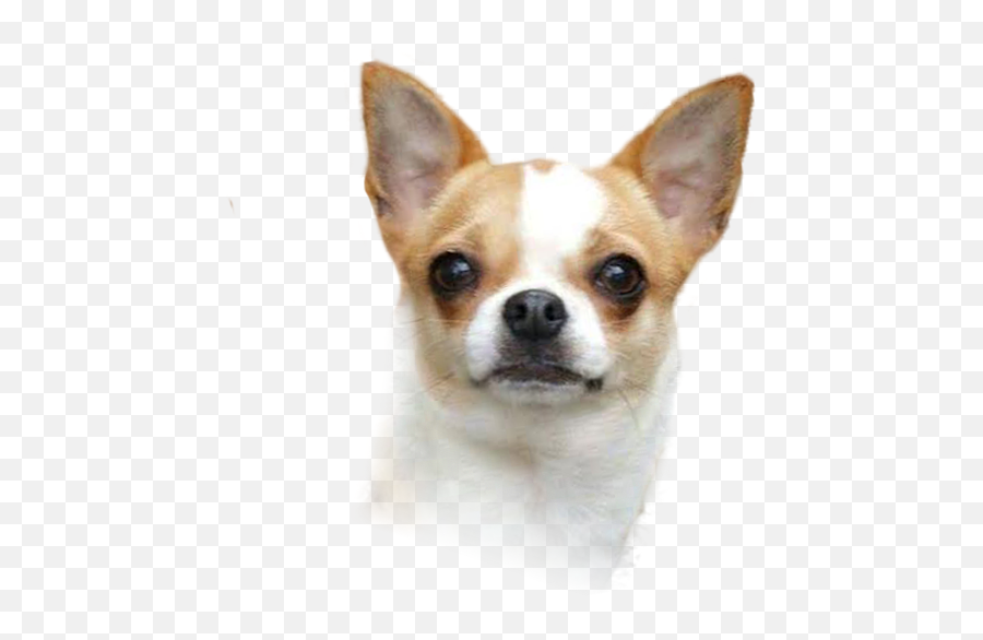Corgi - Chihuahua Puppy Dog Breed Companion Dog Puppy Png Chihuahua Head Transparent Background Emoji,Chihuahua Clipart