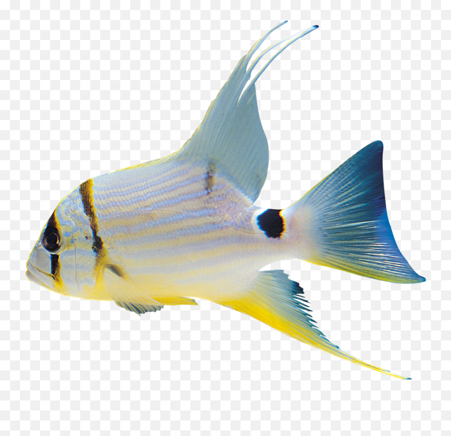 Fish In Bowl Png Photos Free Images U0026 Clipart - Png Emoji,Fish Transparent Background