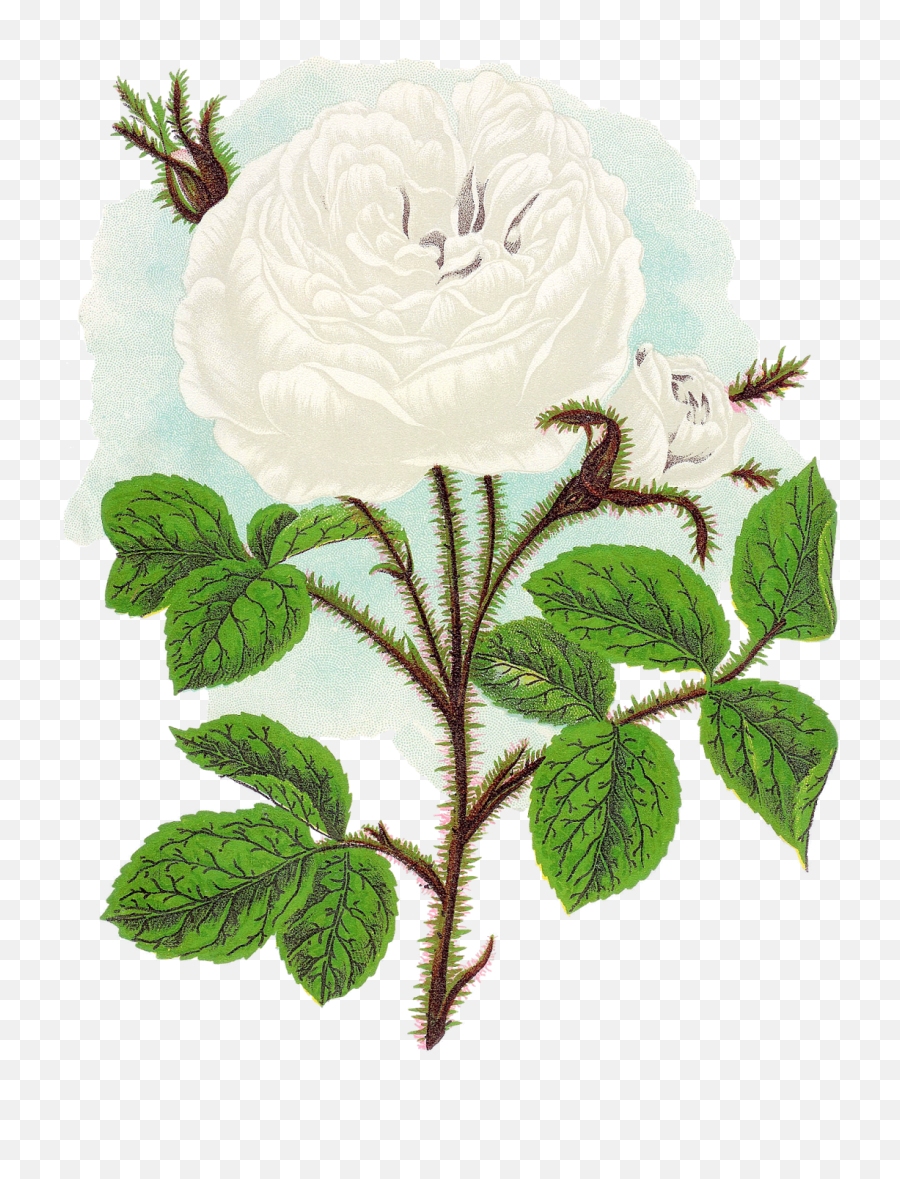 The Second Digital Flower Clip Art Is Of The White - Rose Damask Rose Emoji,White Rose Png