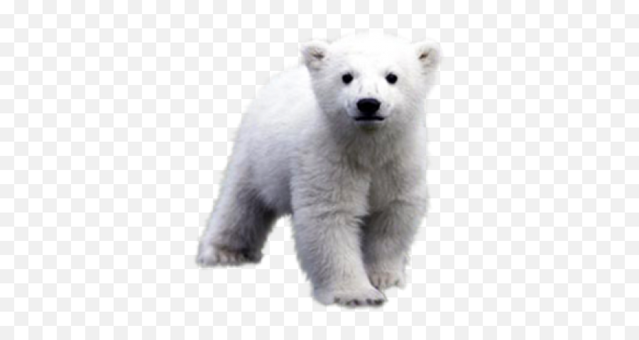 Polar Bear Png Images - Polar Bear Cute Transparent Emoji,Polar Bear Png