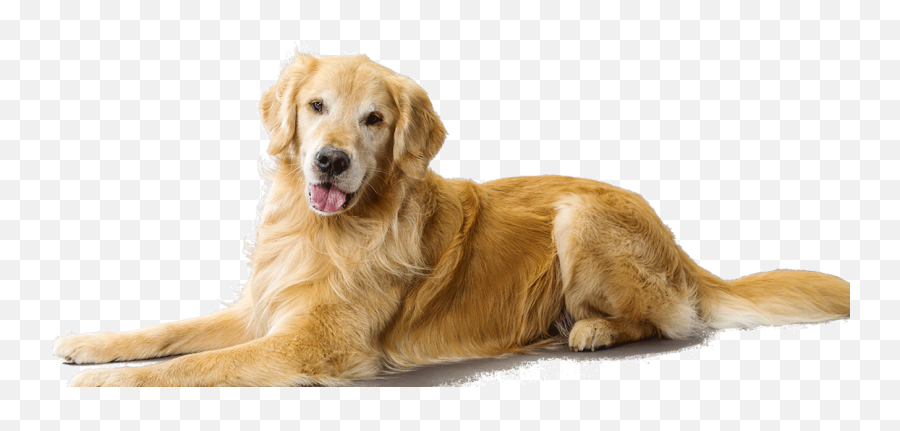 Download Golden Retriever Dog Breed - Transparent Background Golden Retriever Transparent Emoji,Golden Retriever Clipart