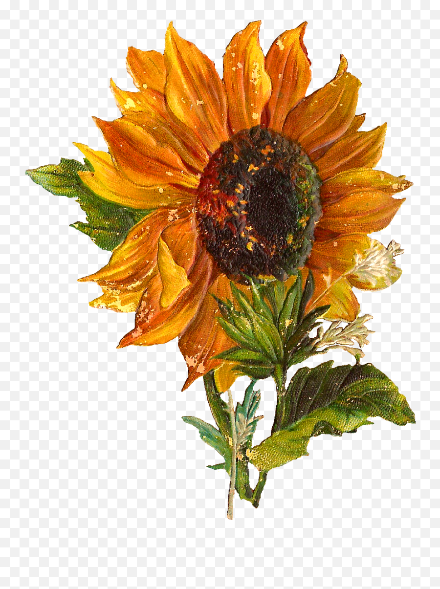 Stunningly Pretty Digital Stock Sunflower Clip Art Perfect - Transparent Vintage Sunflower Png Emoji,Sunflower Clipart