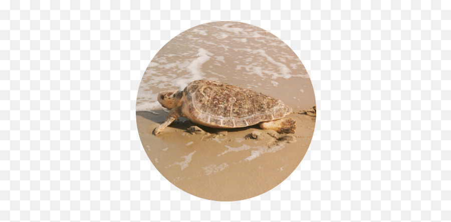 Sea Turtles Emoji,Sea Turtle Png
