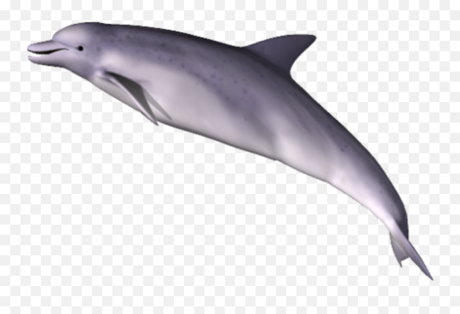 Dolphin Png Clipart Png Image Background Images Png - Dolphin Png Emoji,Dolphins Clipart