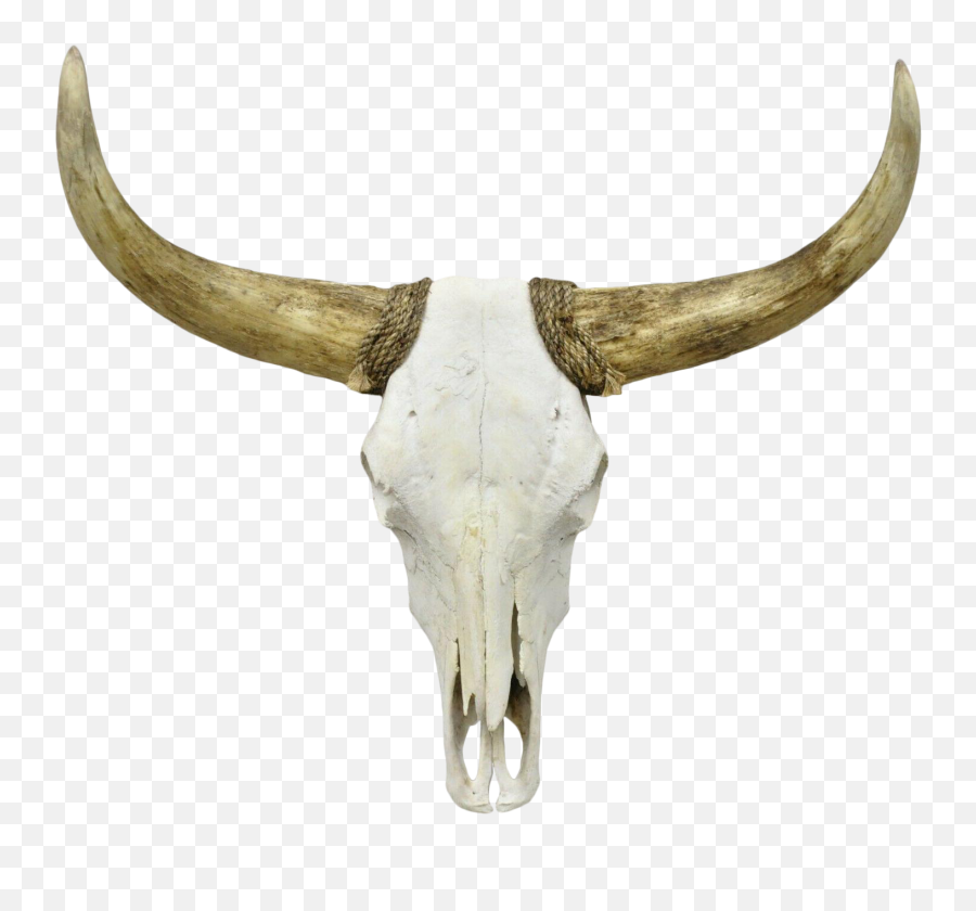 Vintage Longhorn Steer Skull Taxidermy - Solid Emoji,Bull Horns Png