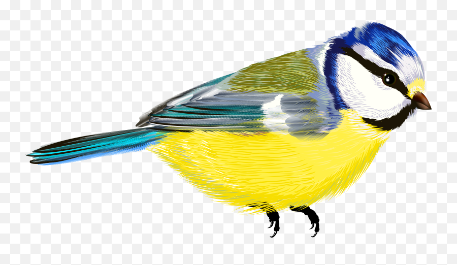 Bird Transparent Png Clipart - Clipartsco Colourful Birds Png Transparent Emoji,Birds Png