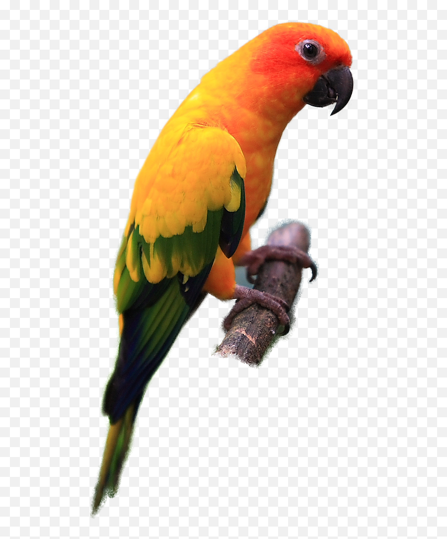 Download Parrot Clipart Sun Conure - Sun Conure Bird Png Png Transparent Sun Conure Png Emoji,Parrot Clipart