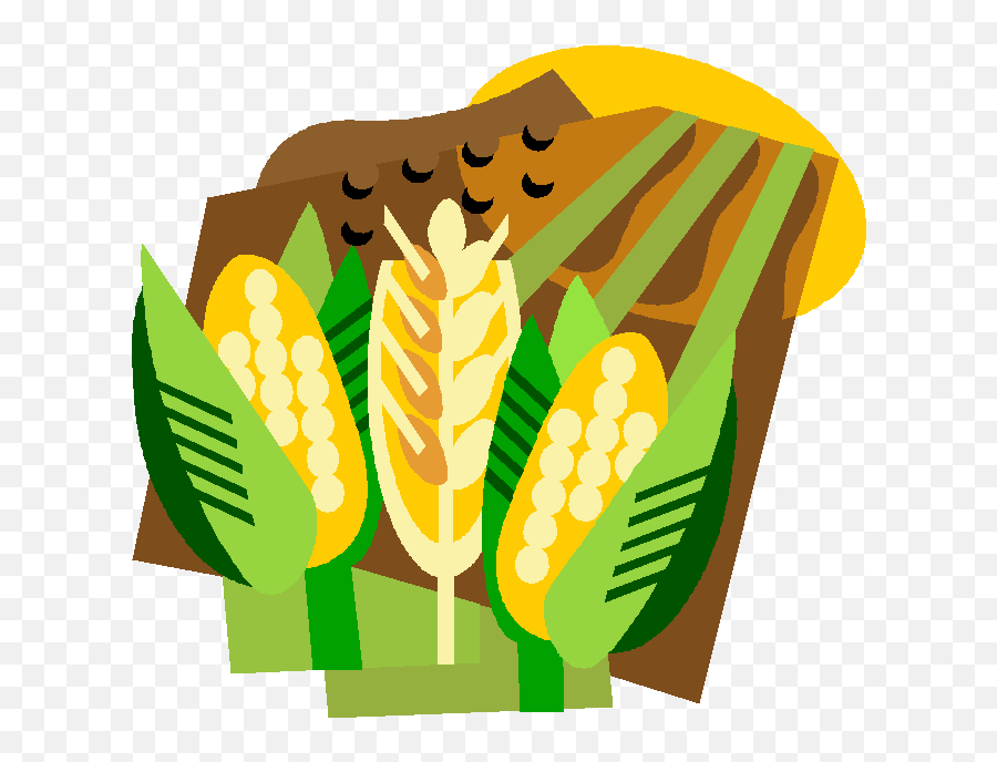 Corn Field Farm Stock Vector - Corn And Wheat Clipart Corn And Wheat Clipart Emoji,Wheat Clipart