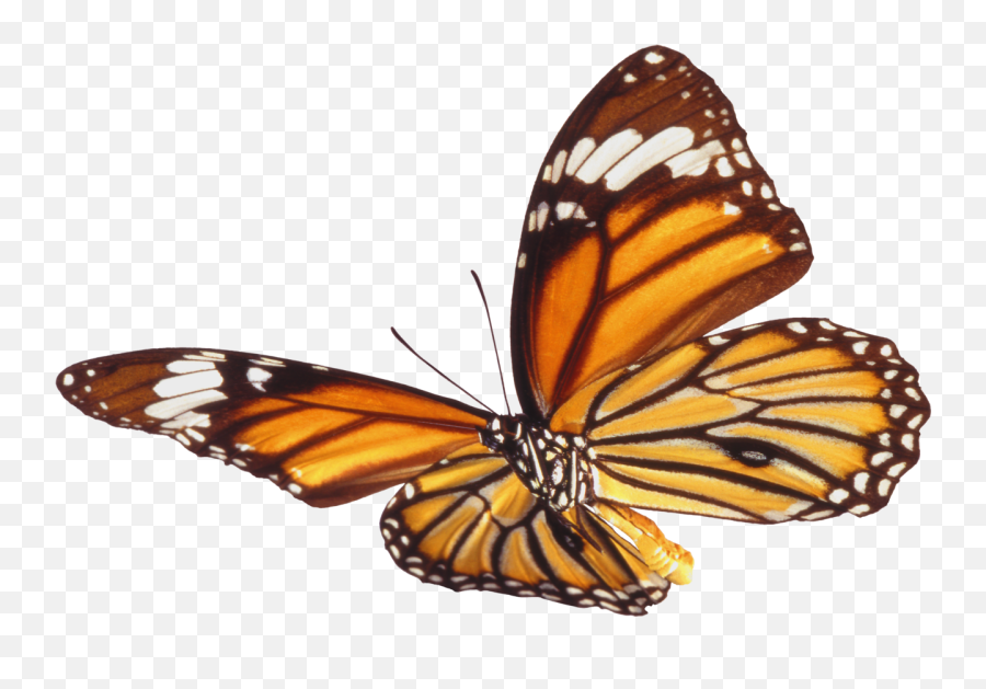 Download Butterfly Png 7 Hq Png Image - Mariposas Cafes Emoji,Butterfly Png