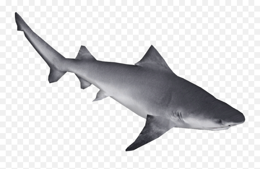 River Shark Png U0026 Free River Sharkpng Transparent Images - Northern River Sharks Emoji,Shark Png