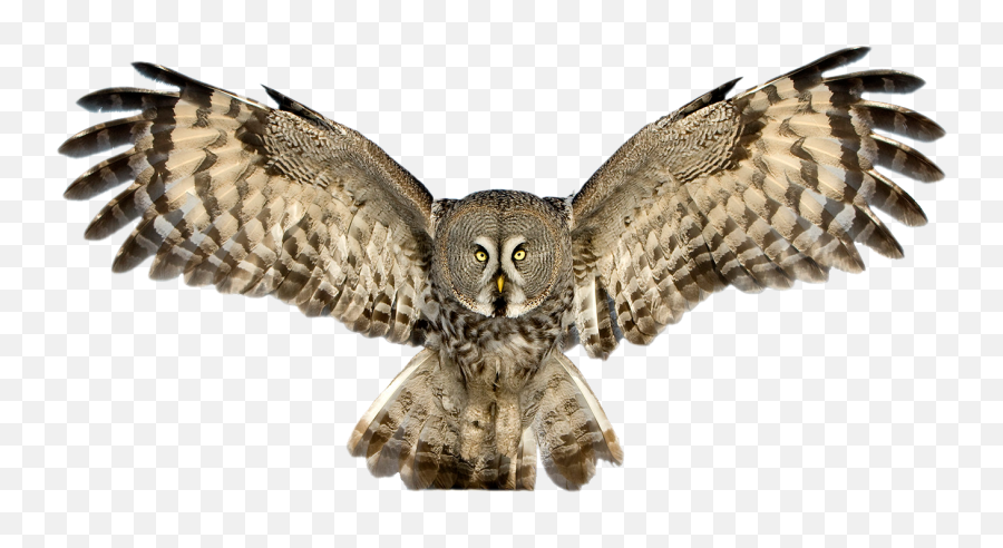 Download Owl Hq Png Image - Owl Png Emoji,Owl Png
