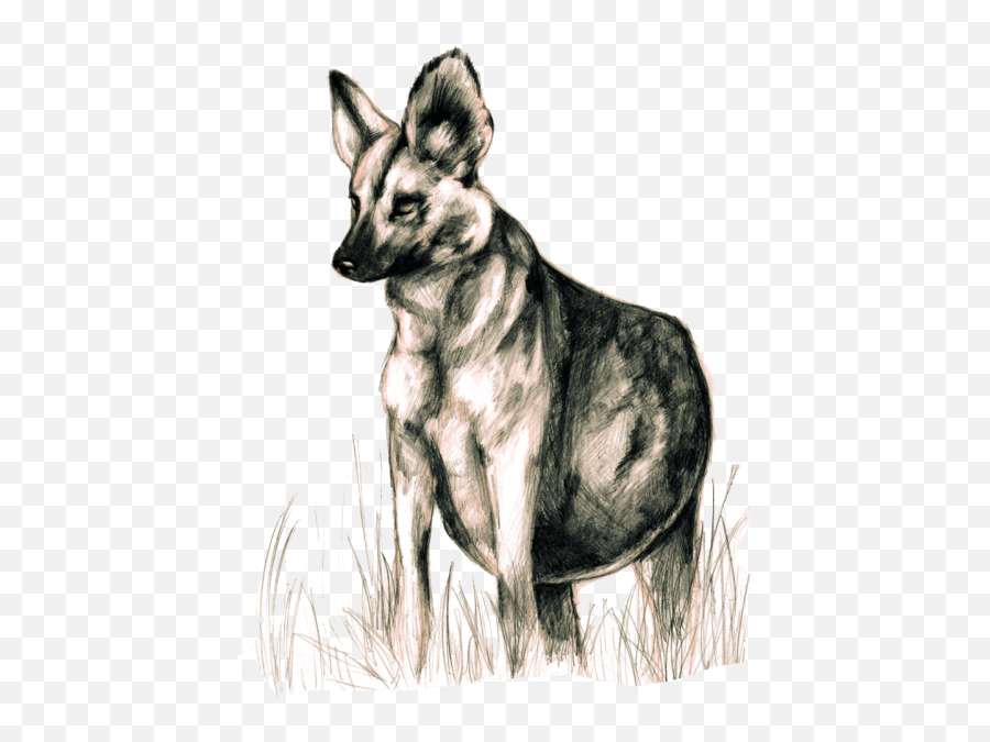 Download Wild Dogs Png Images Background - Lycaon Pictus Wild Dogs With Transparent Backround Emoji,Dogs Png