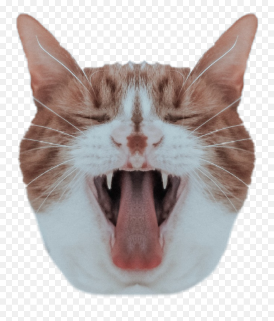 Download Cat Head Mirroreffect - Cat Png Image With No Cat Heads Png Emoji,Cat Png