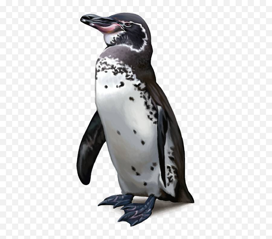 Clipart Penguin Galapagos Penguin Picture 620766 Clipart - African Penguin Emoji,Penguin Png