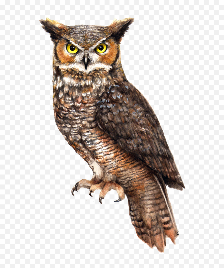 Download Owl File Hq Png Image - Eastern Screech Owl Emoji,Owl Png