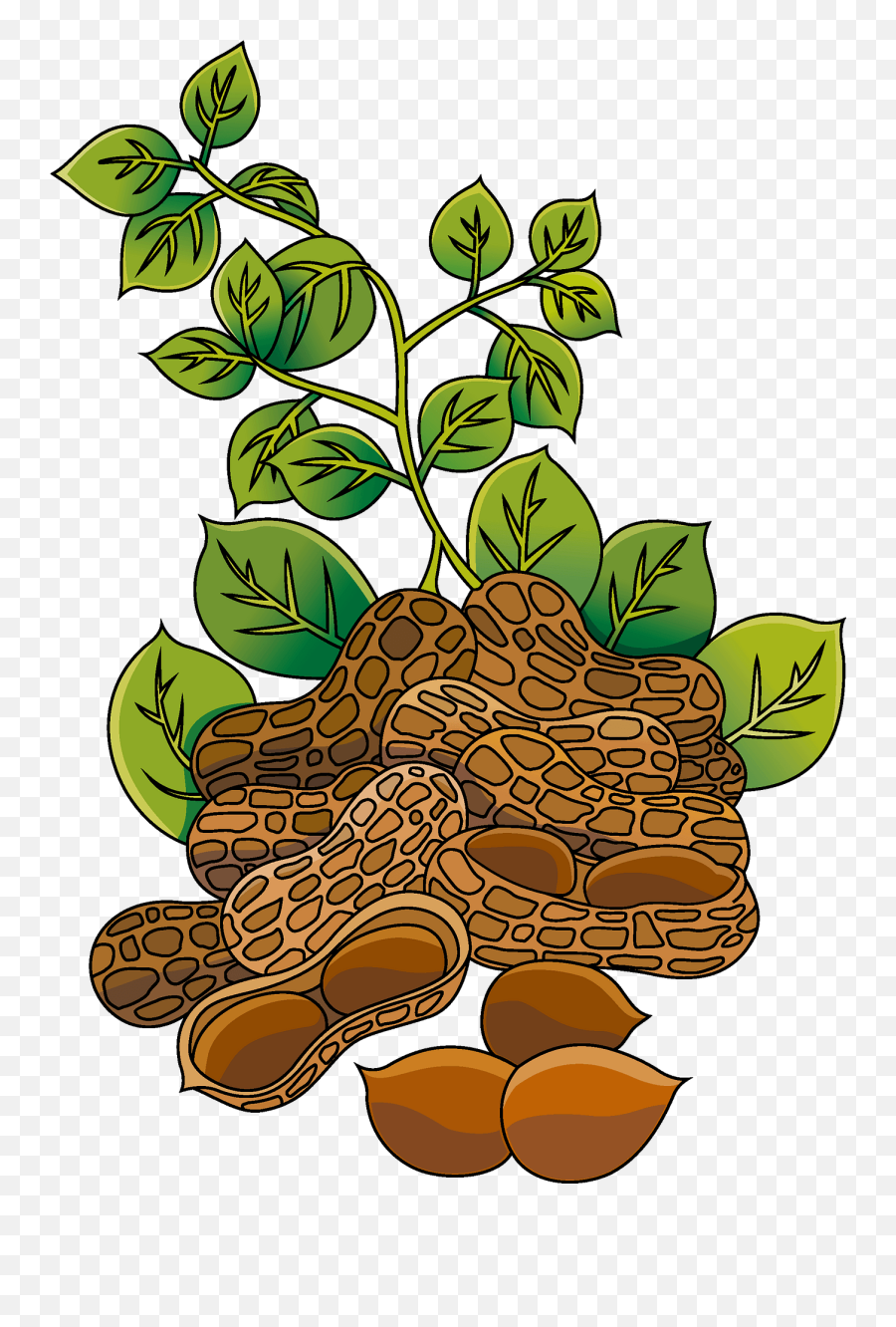 Peanut Clipart - Peanut Plant Clipart Emoji,Peanut Clipart