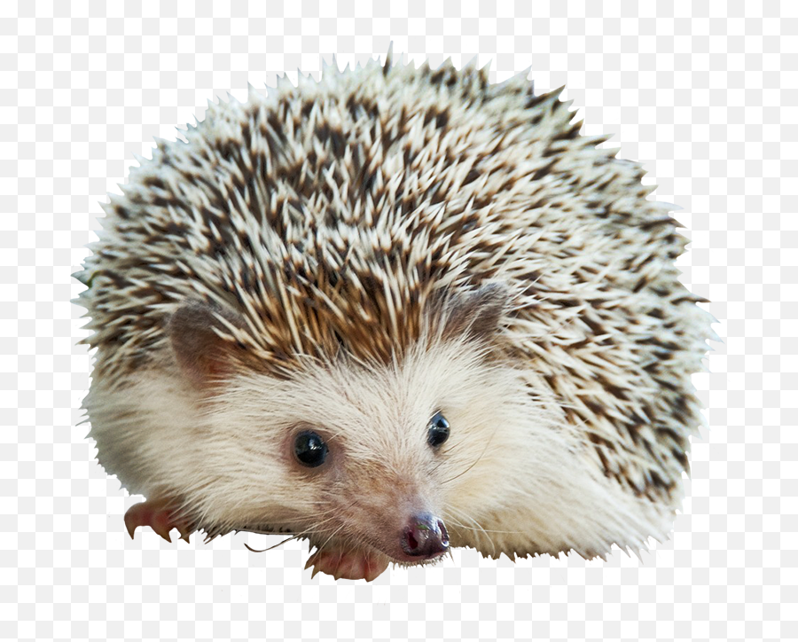 Adorable Little Hedgehog - Animais Onívoros Transparent Pygmy Hedgehog Phone Case Emoji,Porcupine Clipart