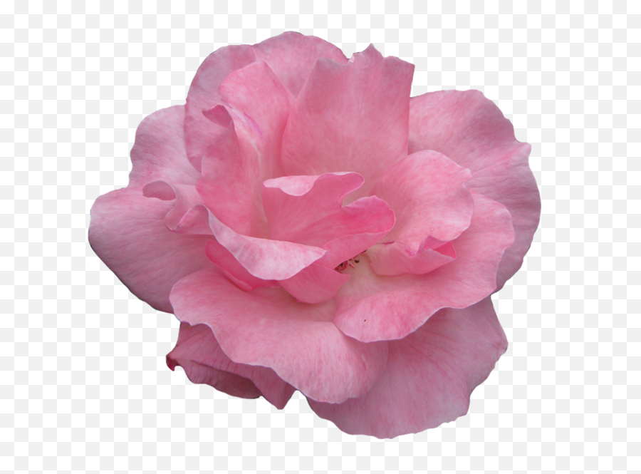 Beautiful Free Rose Clipart - Floribunda Emoji,Pink Rose Clipart