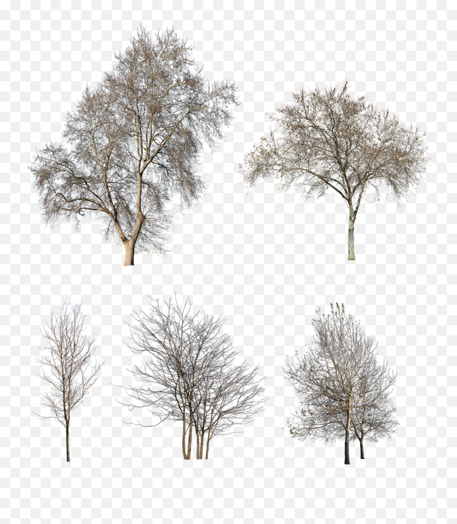 27 Winter Trees Pack - Winter Trees Png Emoji,Winter Png
