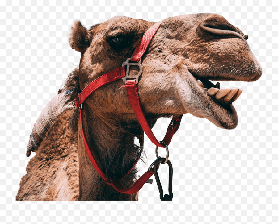 Zwierzta W Twórczoci Ks Jana Twardowskiego By Grazyna Emoji,Camel Transparent Background