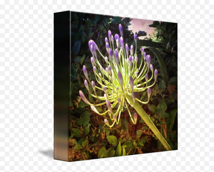 Agapanthus By Giorgetta Bell Mcree Framed Wall Art Art Emoji,Mcree Png