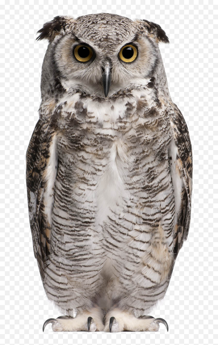 Owl Png Background Image - Owl Png Emoji,Owl Png