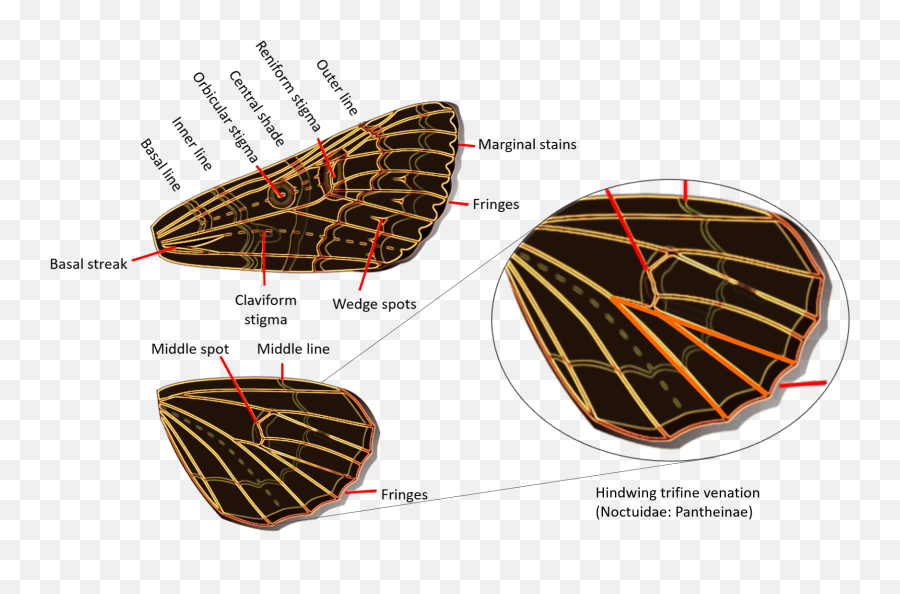 Noctuidae Wings - Moth Basal Line Emoji,Wings Png