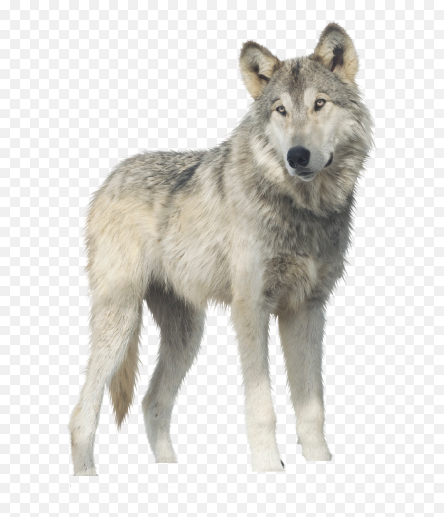 Wolf Transparent Background - Wolf Png Emoji,Wolf Transparent
