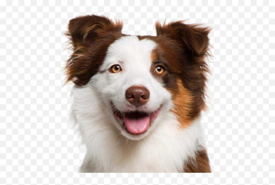 Dog Face Png Really Cute - Small Dog Adoption Near Me Emoji,Dog Face Clipart