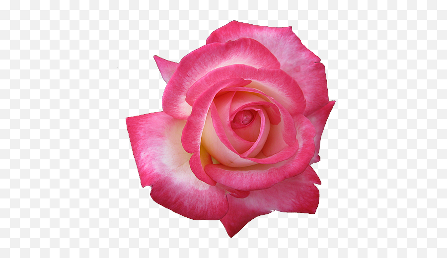 Download Pink Rose Clipart Transparent Png - Pink Rose Icon Your More Beautiful Than Flower Emoji,Pink Rose Clipart