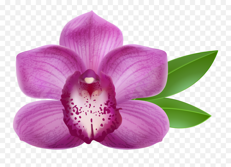 Transparent Background Orchid Clipart - Transparent Background Orchid Flower Clipart Emoji,Orchid Clipart